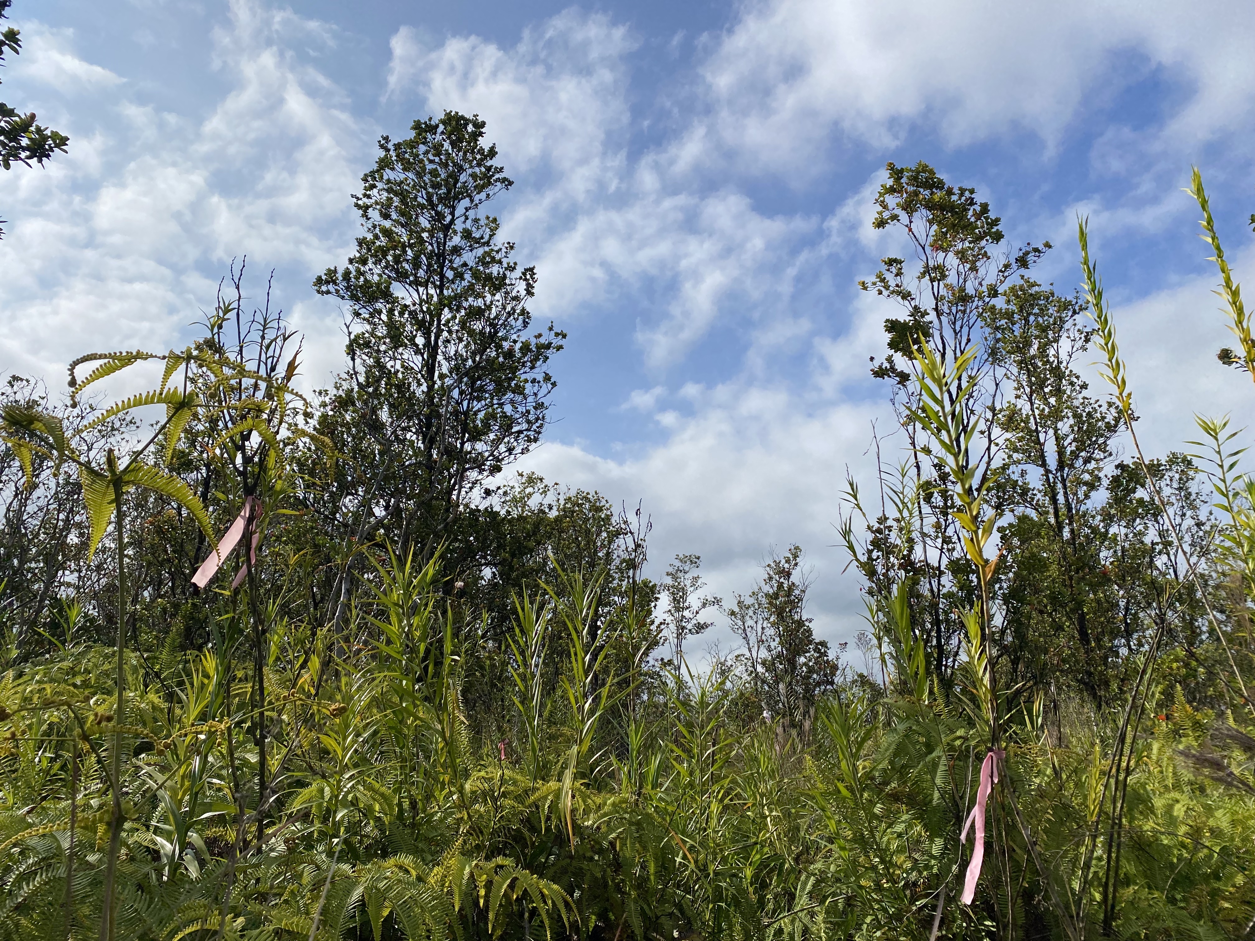 49 Kaleponi Road Mountain View, HI 96771 - Photo 8 of 12