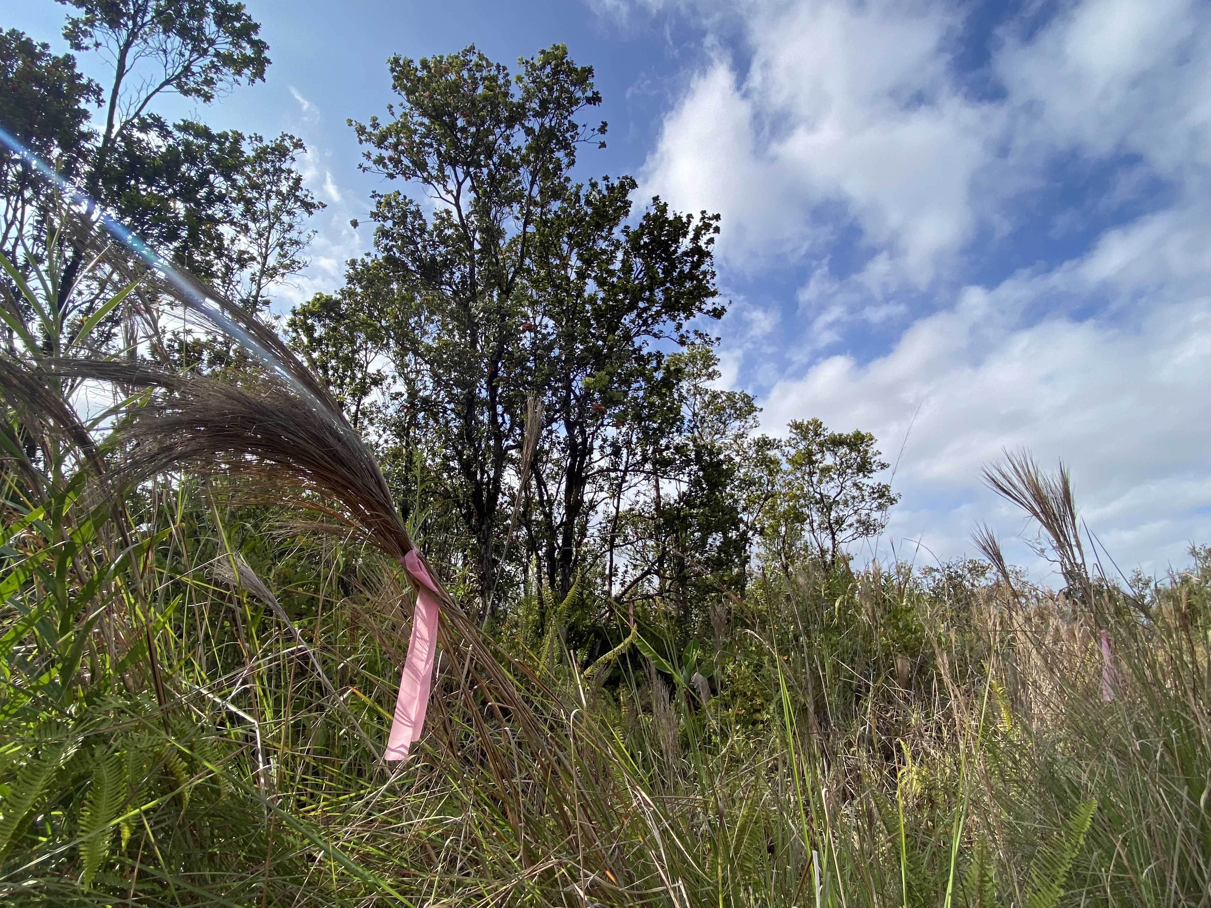 49 Kaleponi Road Mountain View, HI 96771 - Photo 9 of 12 a backyard of a house with lots of green space