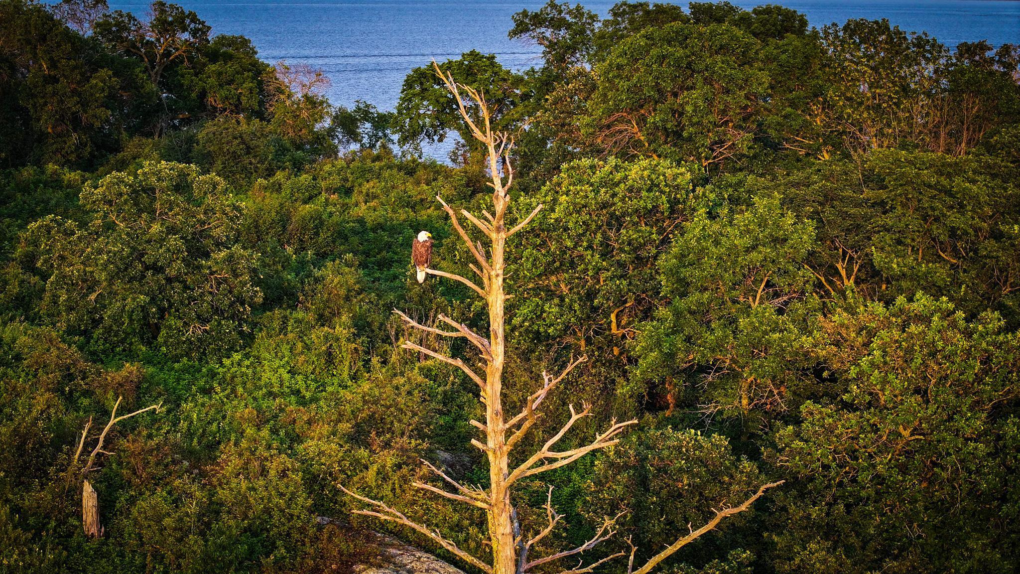 1 Birch Island Angle Inlet, MN 56711 - Photo 38 of 42