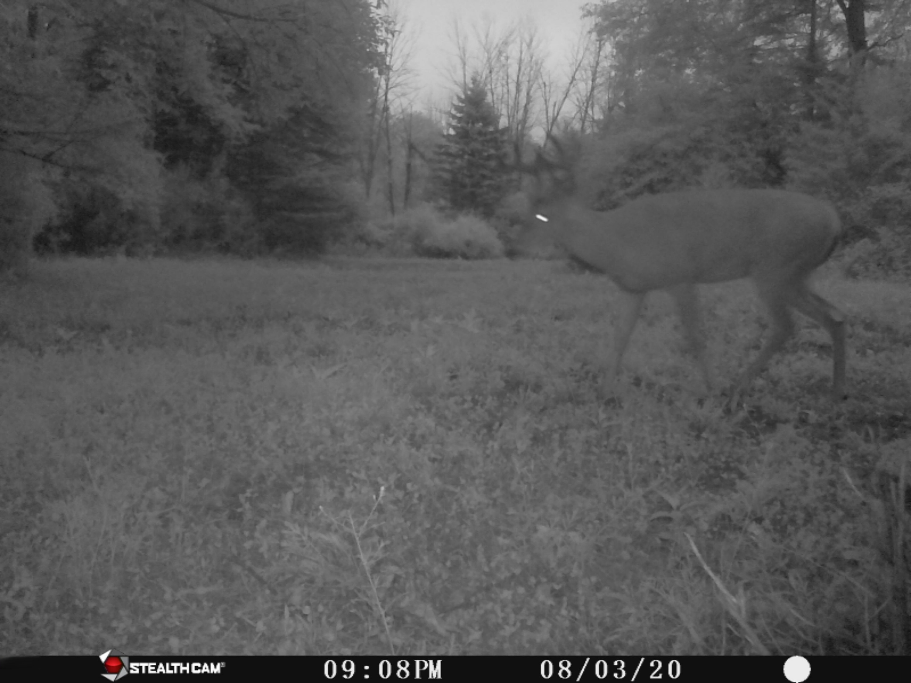 7352 South Crystal Road Carson City, MI 48811 - Photo 53 of 60 IMG_6021