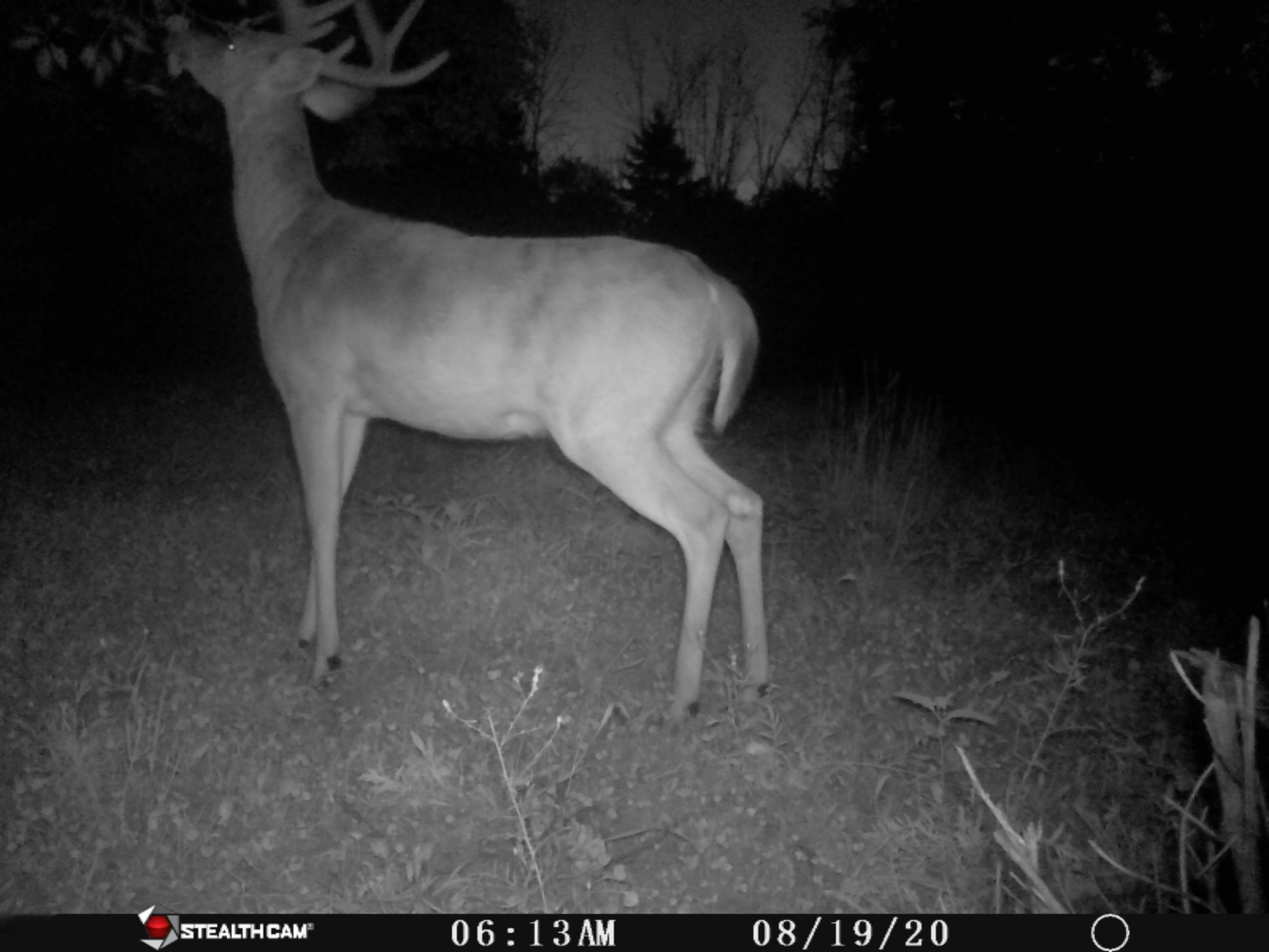 7352 South Crystal Road Carson City, MI 48811 - Photo 55 of 60 IMG_6023