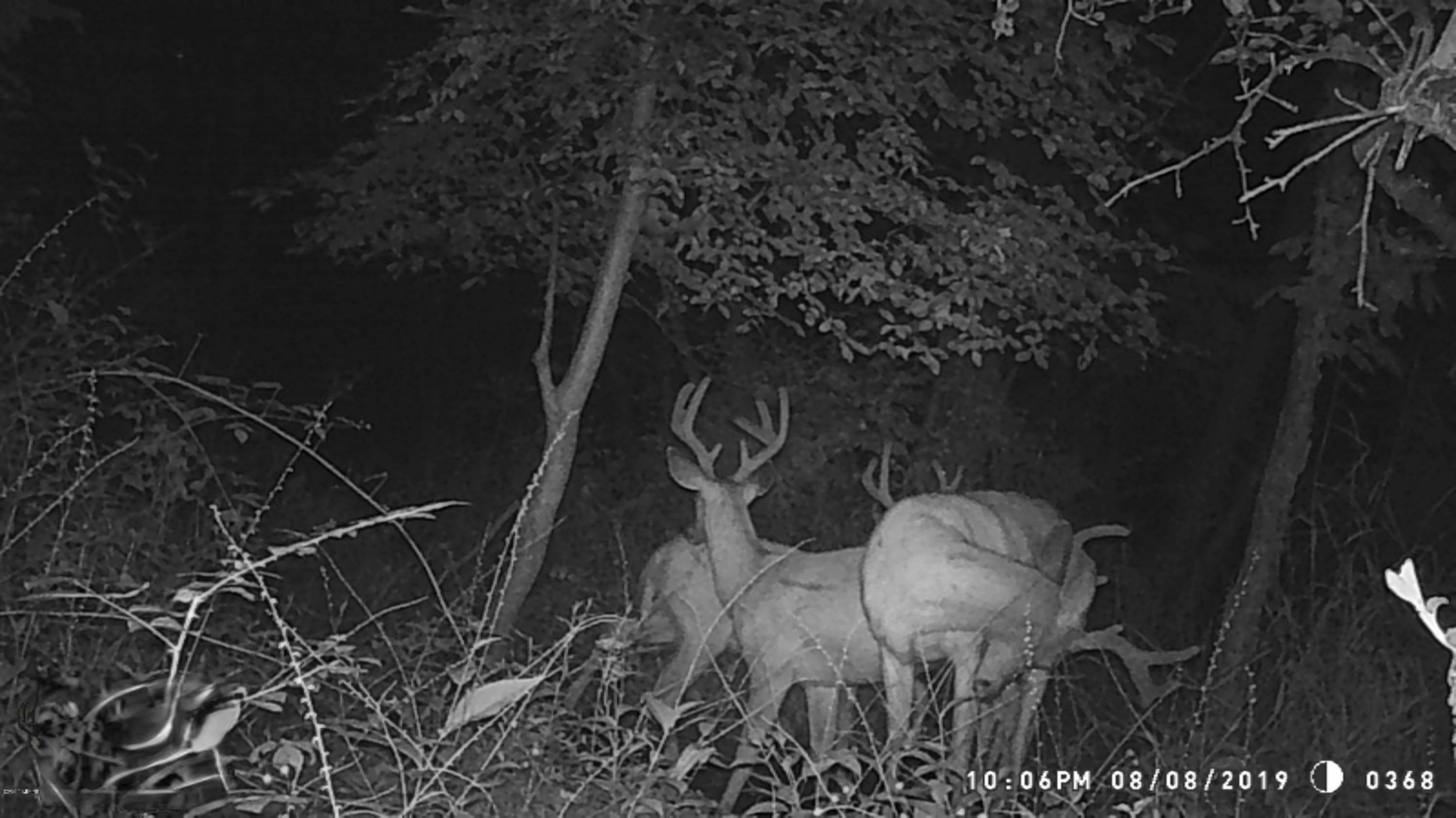 7352 South Crystal Road Carson City, MI 48811 - Photo 57 of 60 IMG_6025