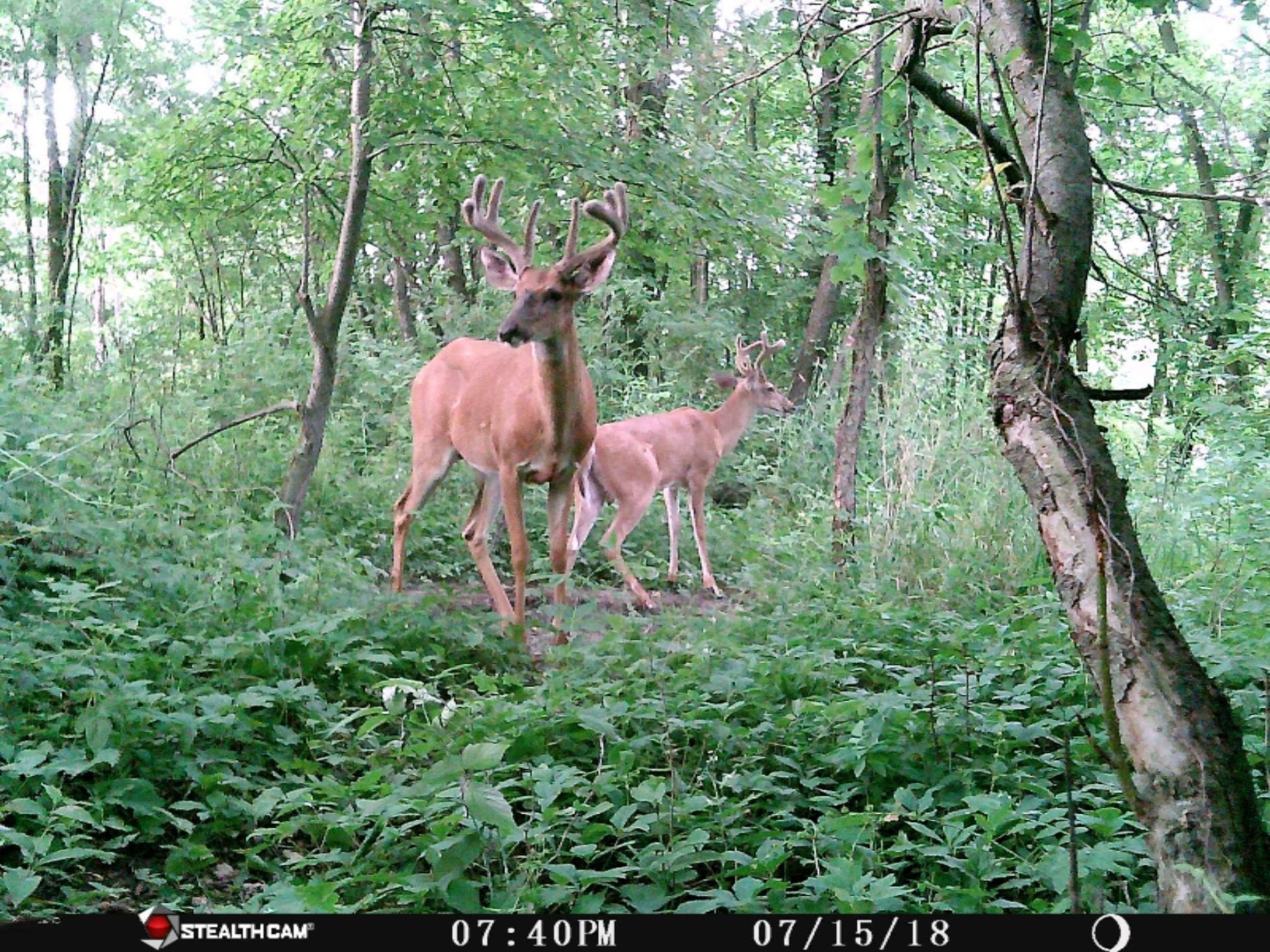 7352 South Crystal Road Carson City, MI 48811 - Photo 58 of 60 IMG_6026