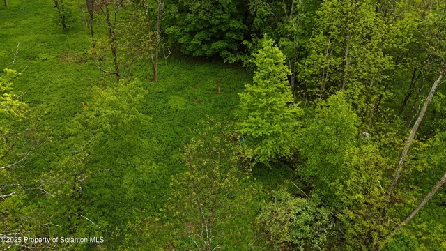 a view of a lush green forest with lots of trees