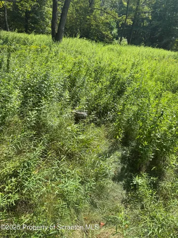 a view of a lush green forest