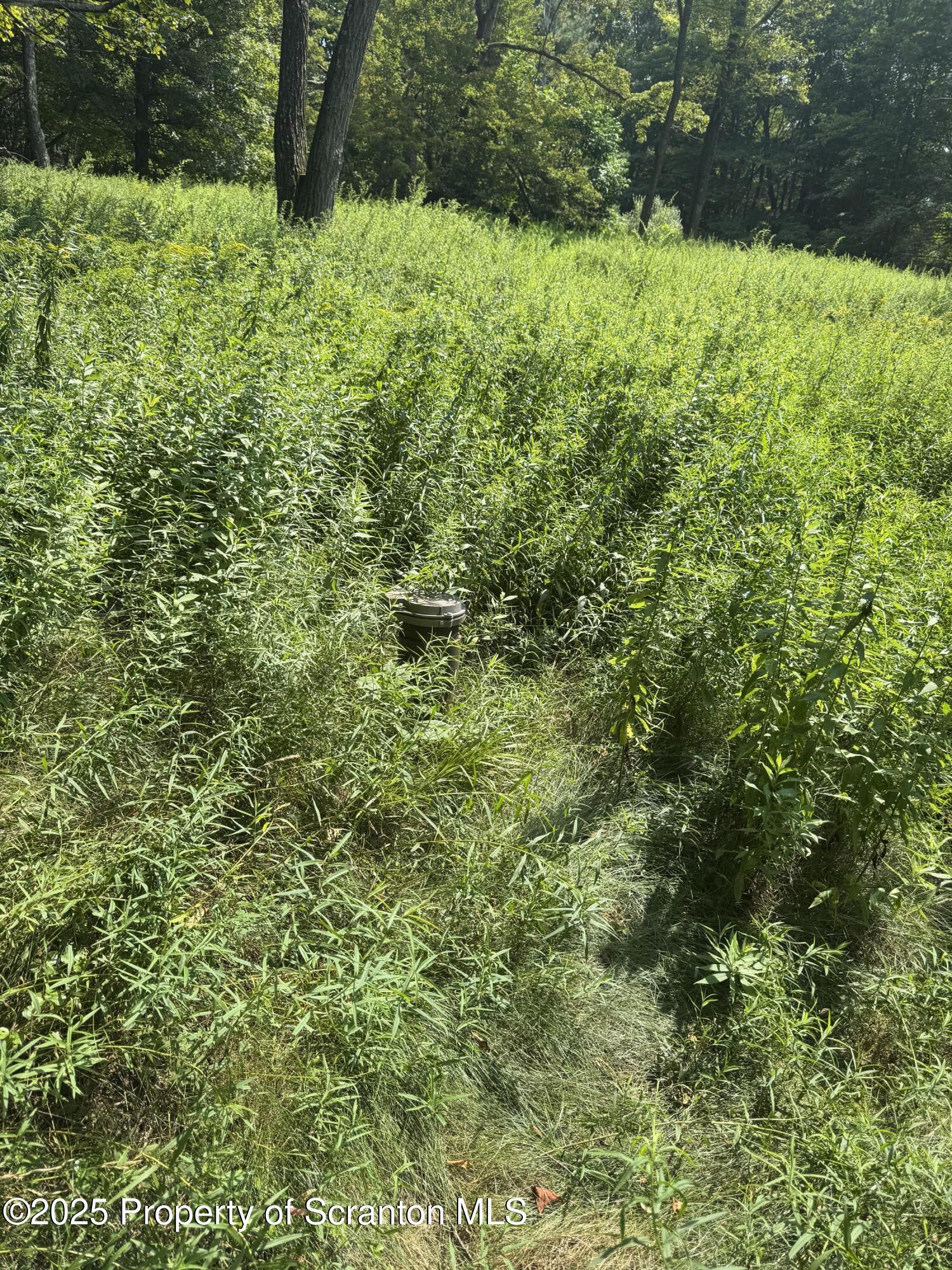 65 Reagan Road Brackney, PA 18812 - Photo 15 of 15 a view of a lush green forest