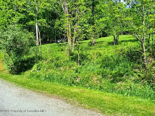 a lush green forest with lots of trees