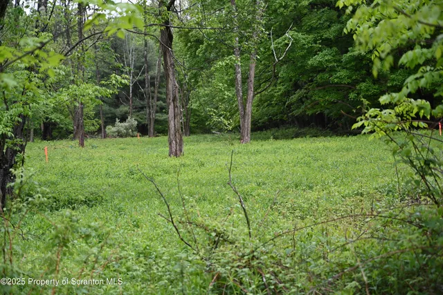 a view of a garden with plants