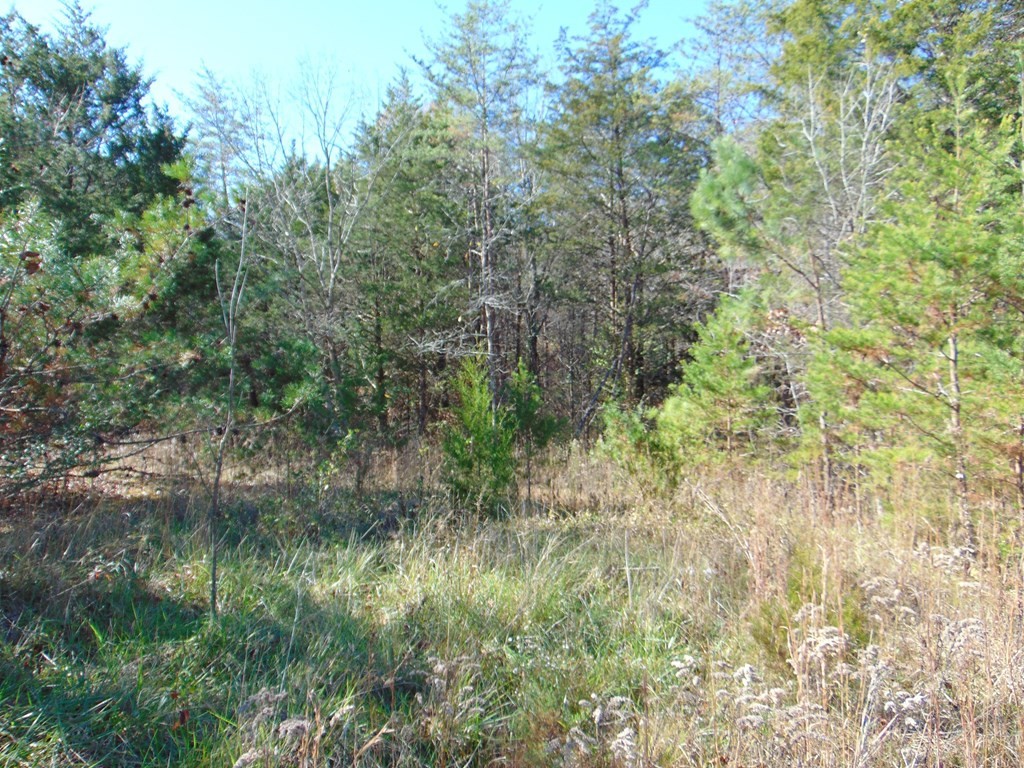 463 Co Road Englewood, TN 37329 - Photo 9 of 28