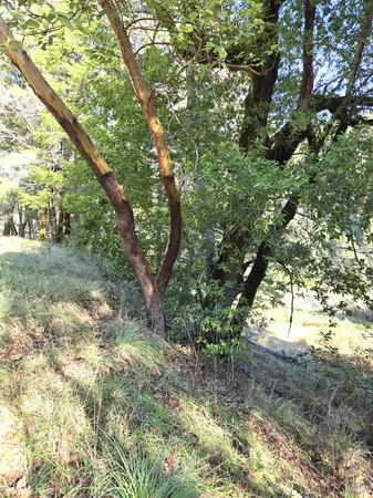 a backyard of a house with lots of green space