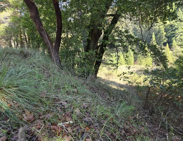 a view of a yard with large trees