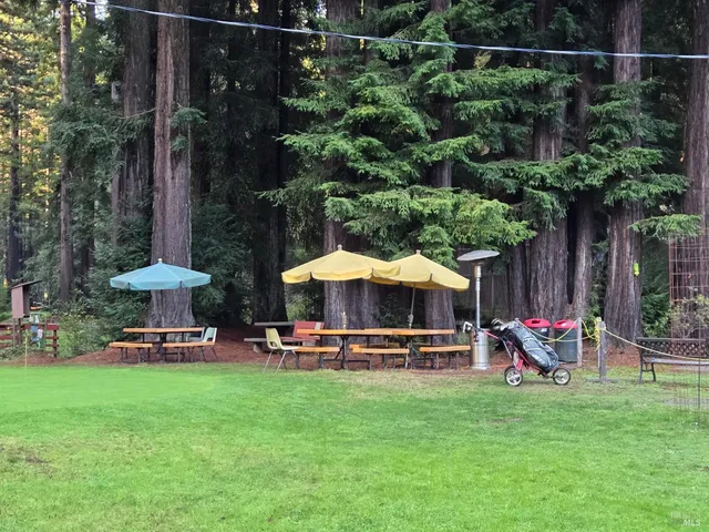 a view of a tree in a yard