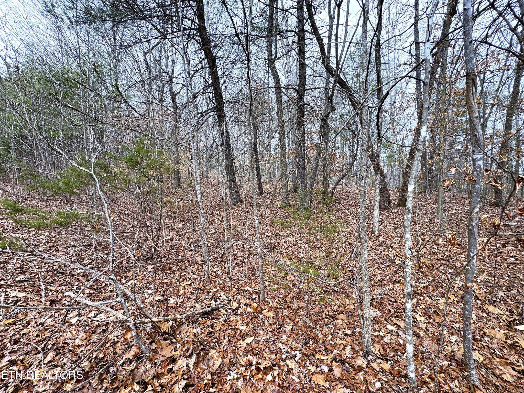 45 Zuni Way Del Rio, TN 37727 - Photo 1 of 9 a view of forest