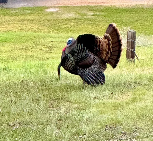 $1,390,000 | 14801 Vaira Ranch Road, Drytown, CA 95699