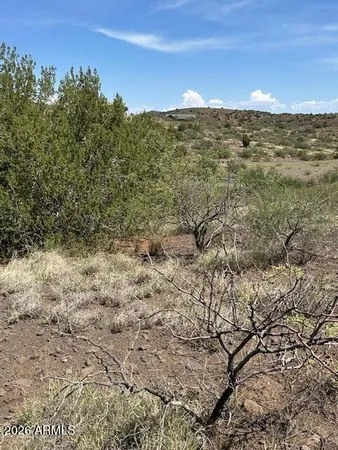 a view of a large tree with lots of bushes
