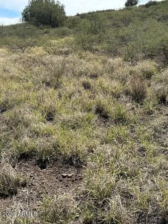 a view of a dry field with trees