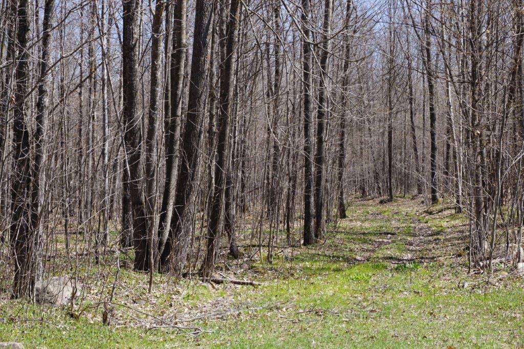 60-acres Meier Road Ogema, WI 54459 - Photo 18 of 18 Gallery Image 18