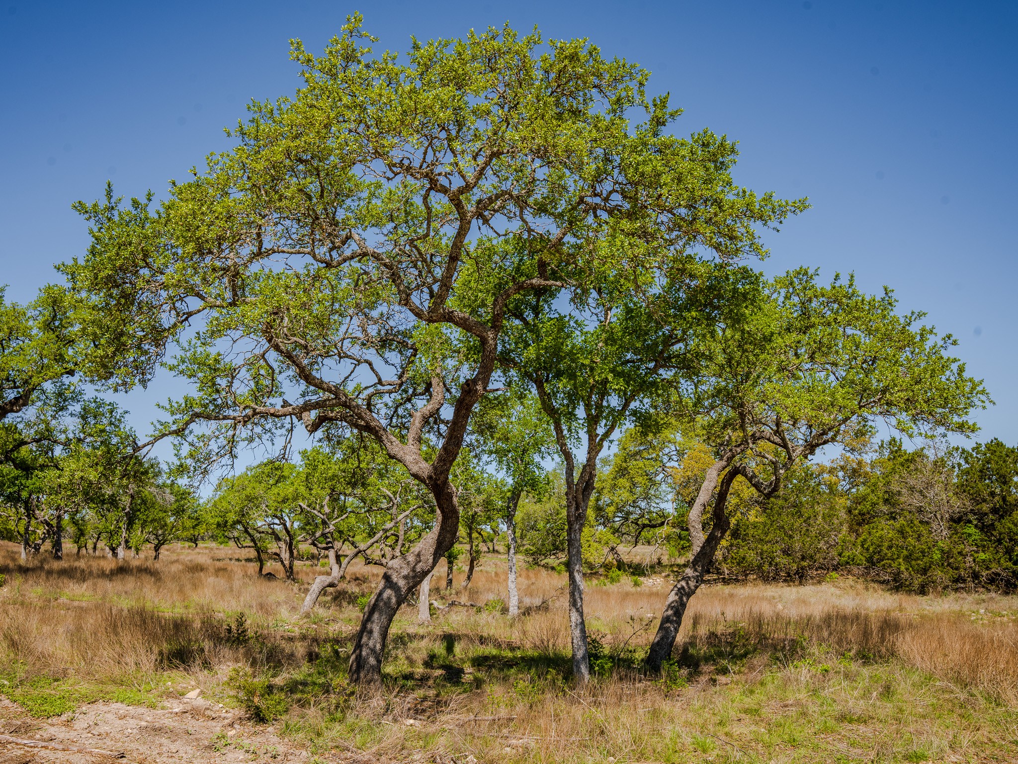 0 Little Creek Ranch Johnson City, TX 78636 - Photo 12 of 14 View of nature