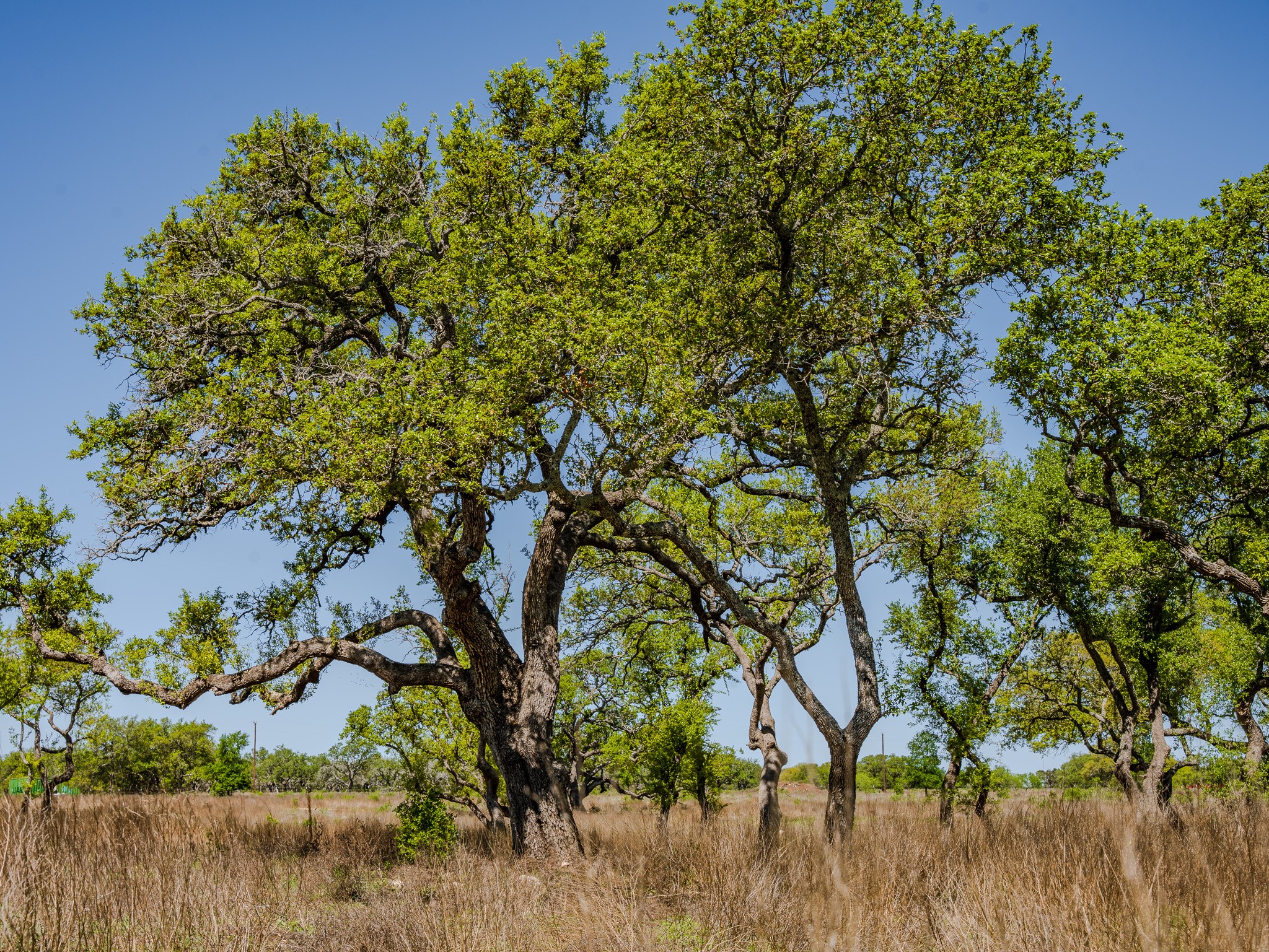 0 Little Creek Ranch Johnson City, TX 78636 - Photo 13 of 14 View of undeveloped land