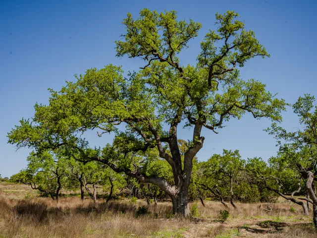 $215,000 | 0 Little Creek Ranch, Johnson City, TX 78636