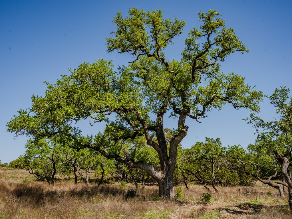 0 Tall Oak Ranch Johnson City, TX 78636 - Photo 14 of 14 a picture of plants