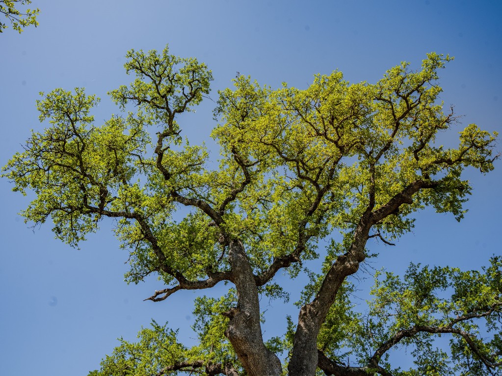 0 Tall Oak Ranch Johnson City, TX 78636 - Photo 2 of 14