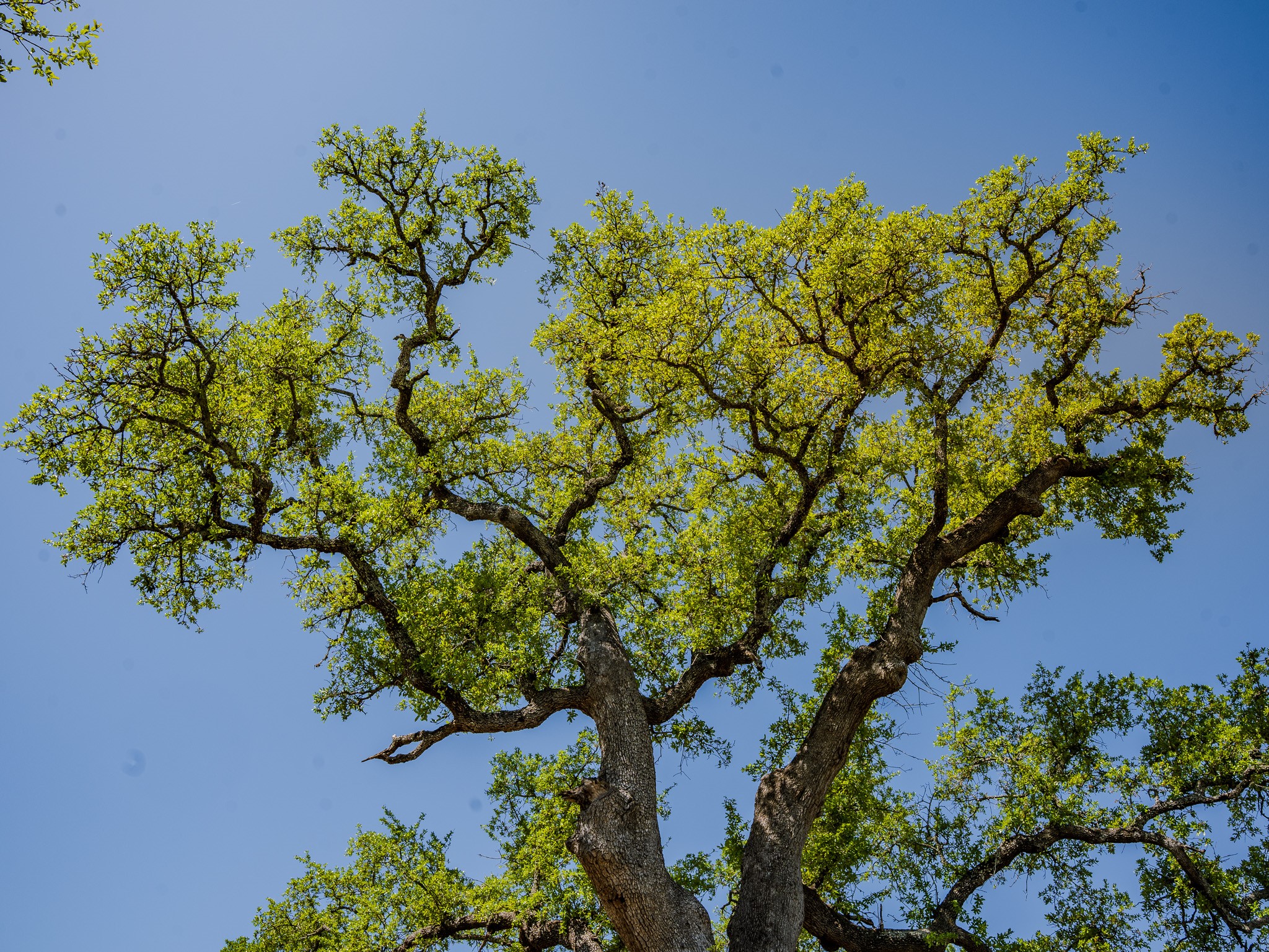 0 Little Creek Ranch Johnson City, TX 78636 - Photo 2 of 14 Exterior view