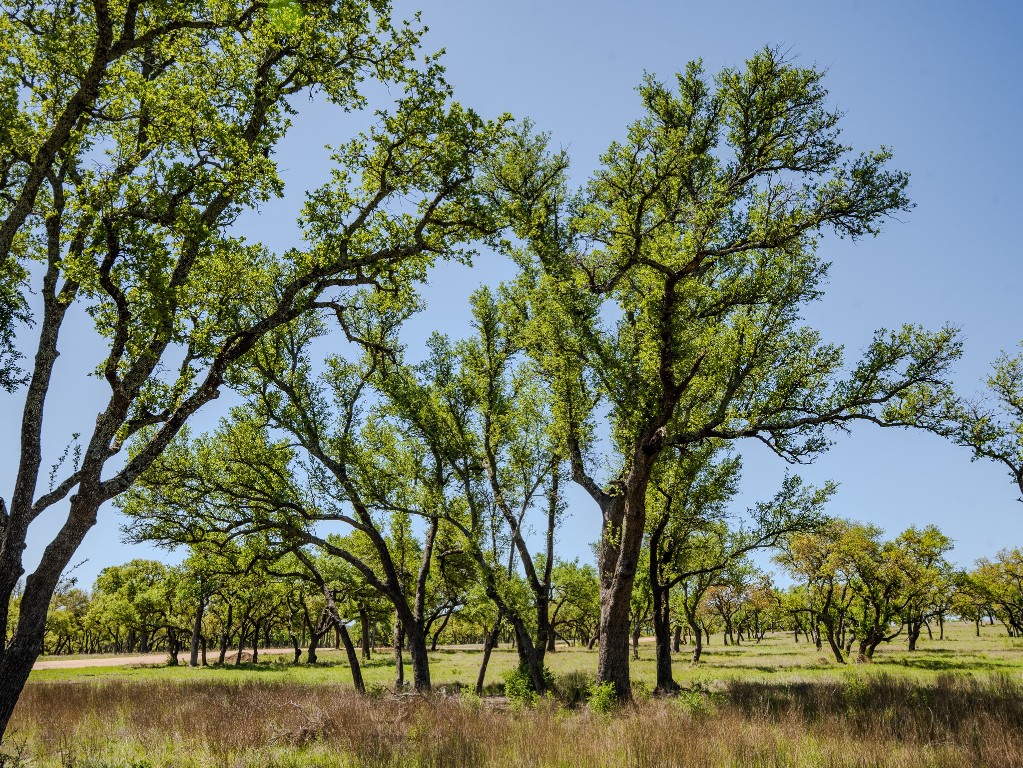 0 Tall Oak Ranch Johnson City, TX 78636 - Photo 3 of 14 a view of lake with green space