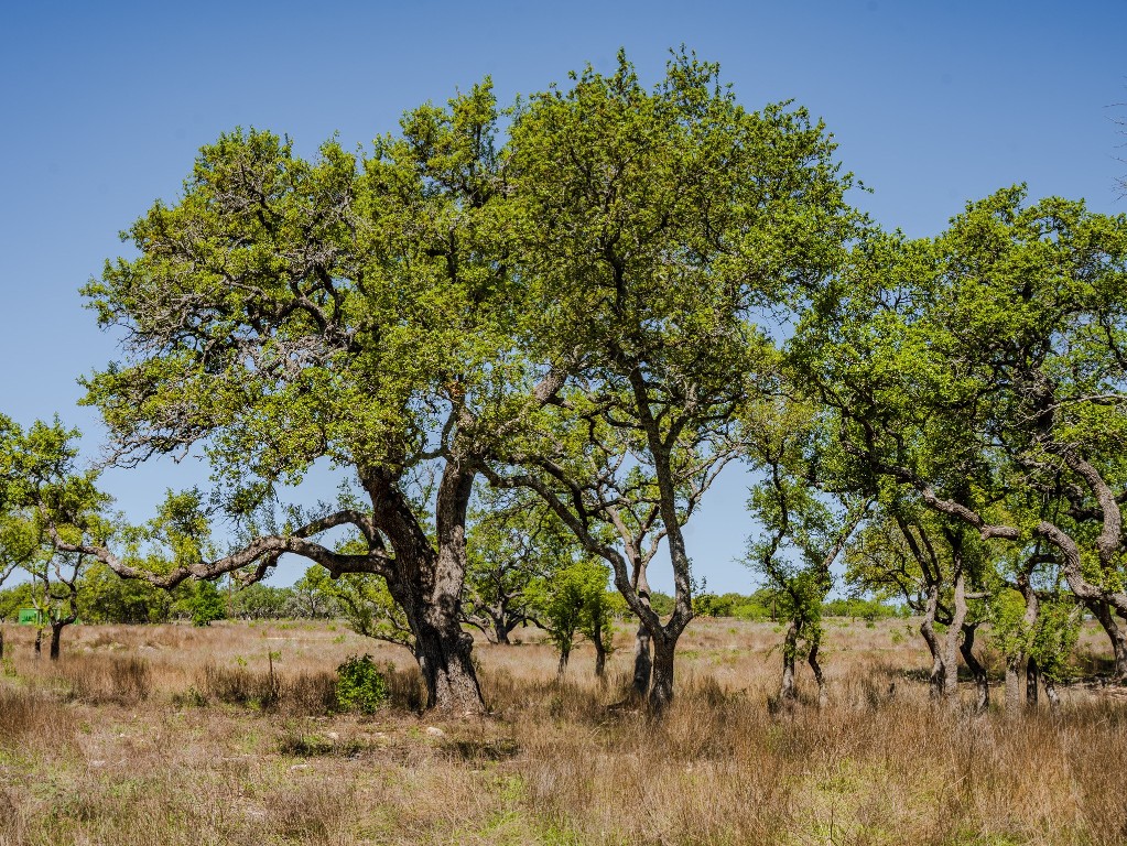 0 Tall Oak Ranch Johnson City, TX 78636 - Photo 4 of 14 a backyard of a house with lots of green space