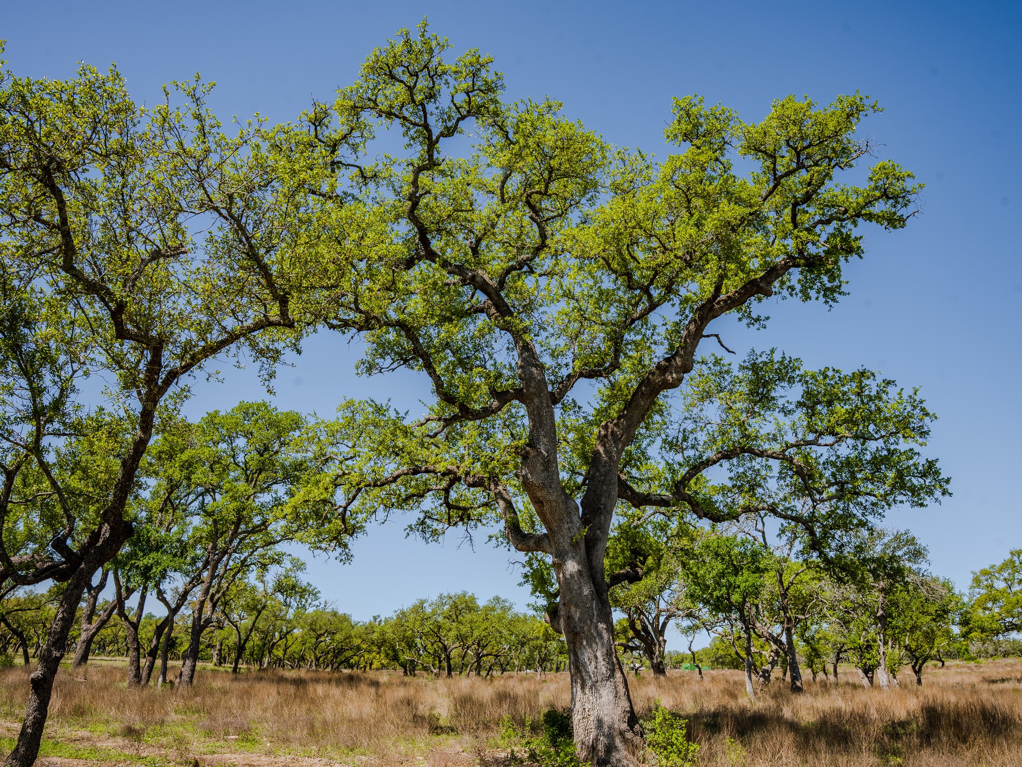 0 Little Creek Ranch Johnson City, TX 78636 - Photo 7 of 14 View of undeveloped land