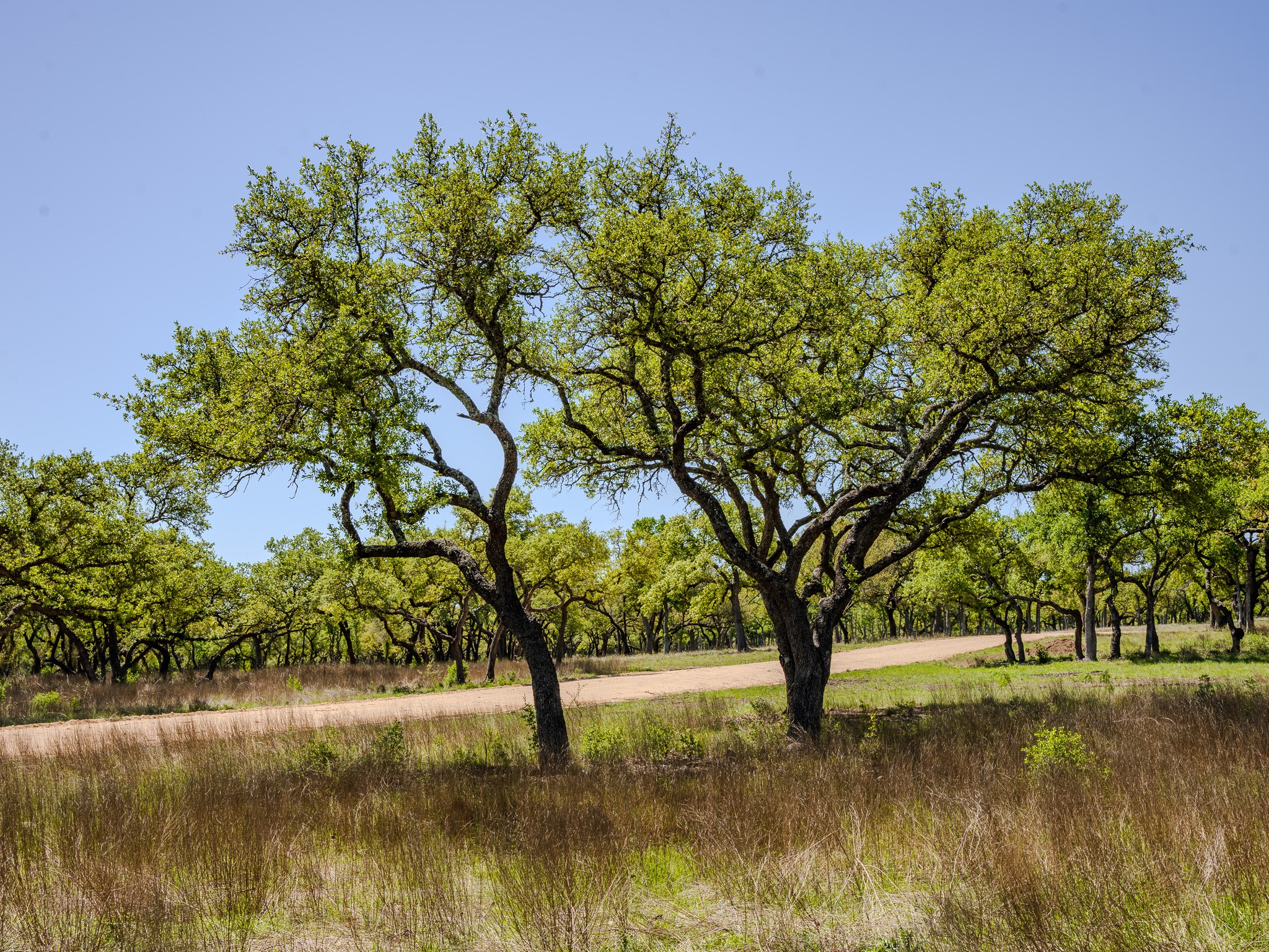 0 Little Creek Ranch Johnson City, TX 78636 - Photo 8 of 14 View of undeveloped land