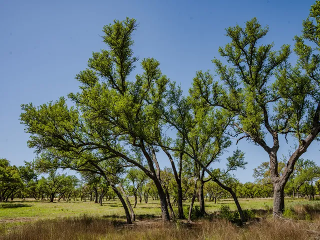 $215,000 | 0 Little Creek Ranch, Johnson City, TX 78636