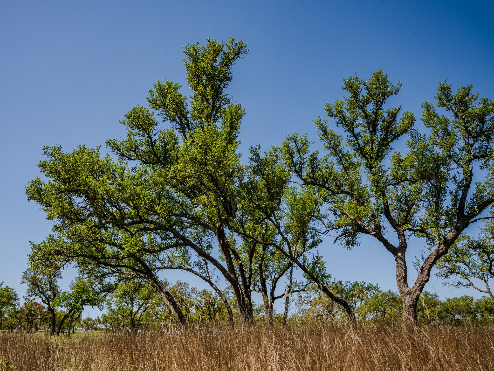 0 Little Creek Ranch Johnson City, TX 78636 - Photo 10 of 14 View of nature