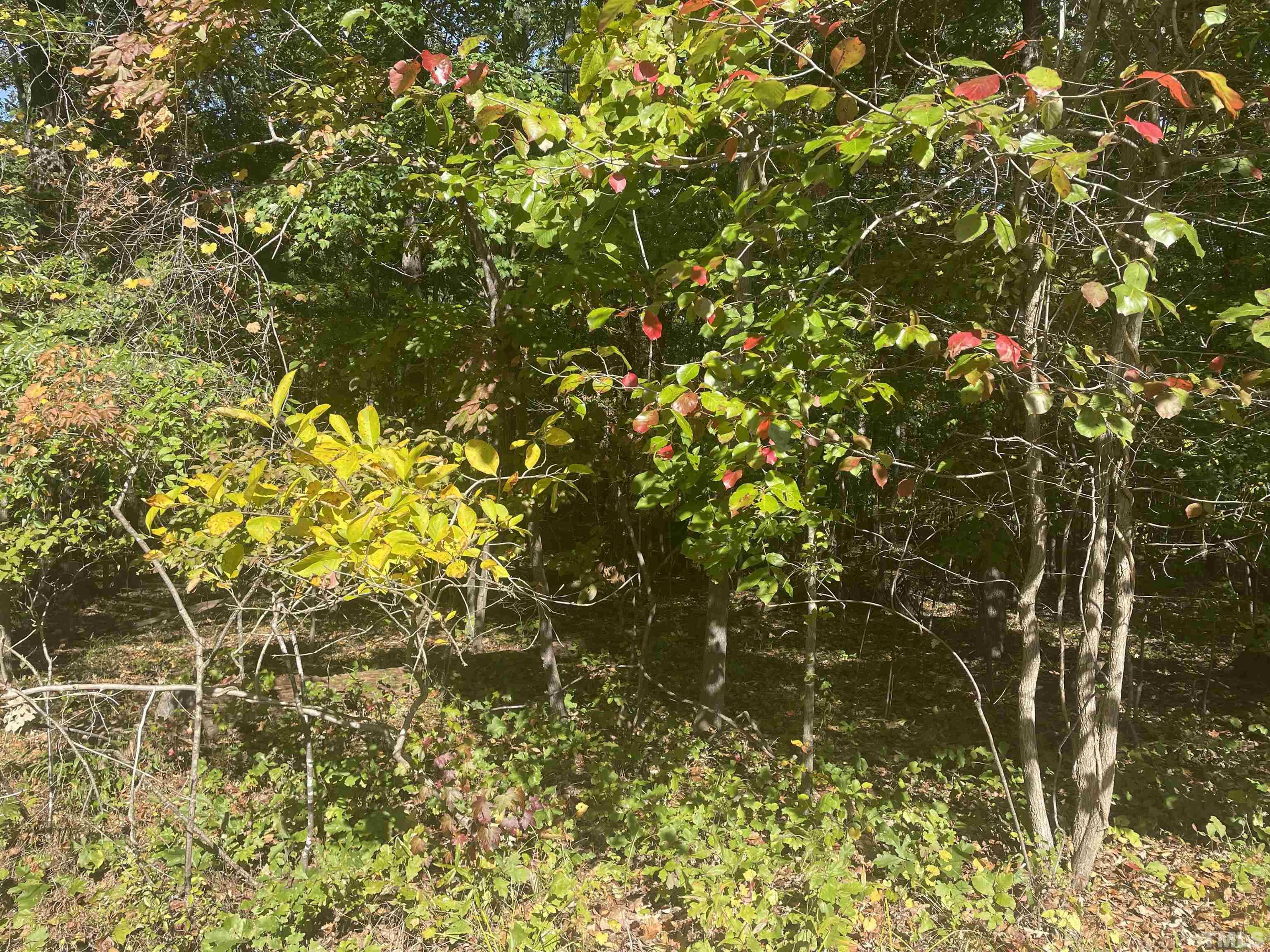 1031 Torredge Road Durham, NC 27712 - Photo 4 of 5 a view of a tree with plants in front of it