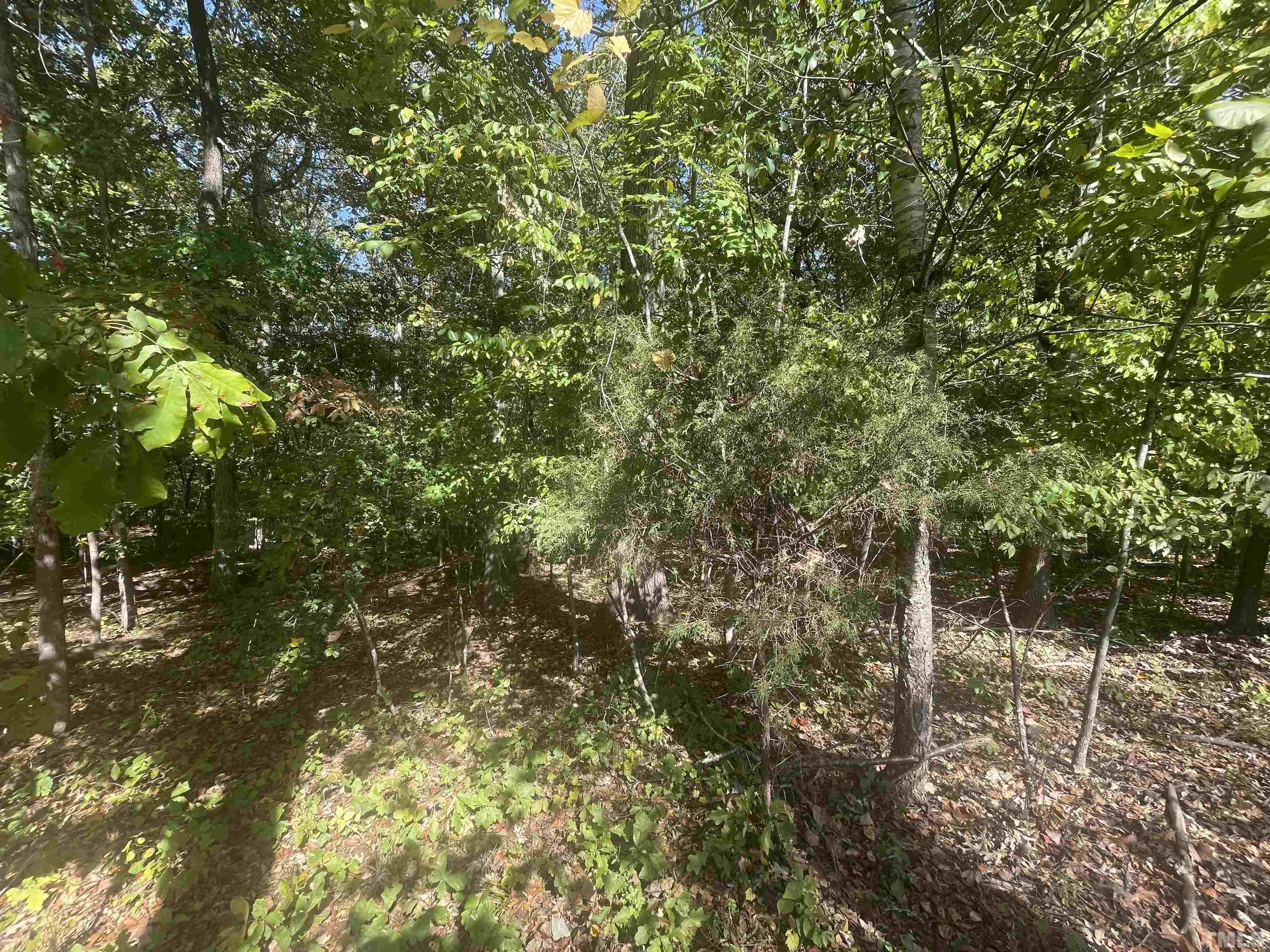1031 Torredge Road Durham, NC 27712 - Photo 5 of 5 a view of a forest with a tree