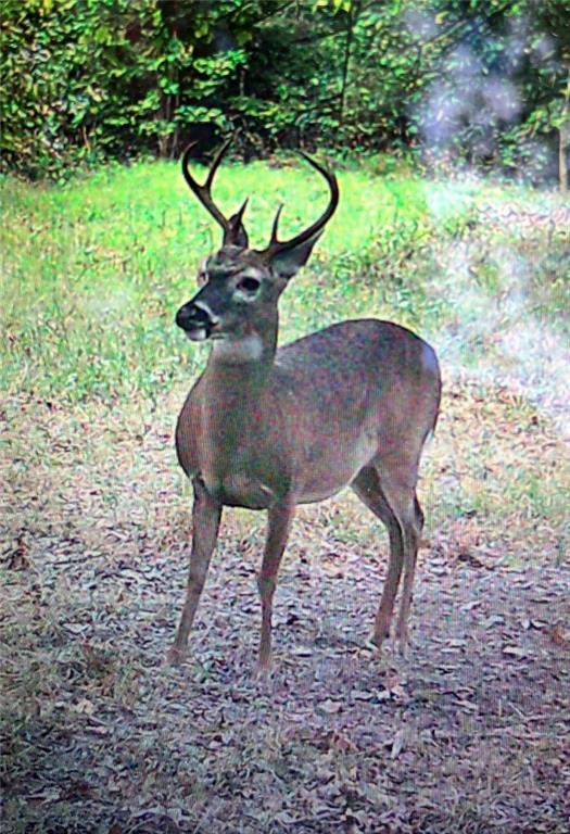 455 Cliff Nelson Road Taylorsville, GA 30178 - Photo 41 of 42 a view of yard with green space