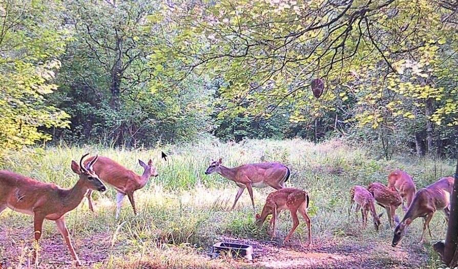 455 Cliff Nelson Road Taylorsville, GA 30178 - Photo 42 of 42 a view of a table and chairs in the patio