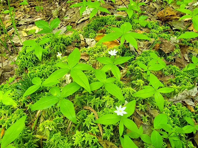 $389,000 | 280 Gorham Hill Road, Gorham, NH 03581