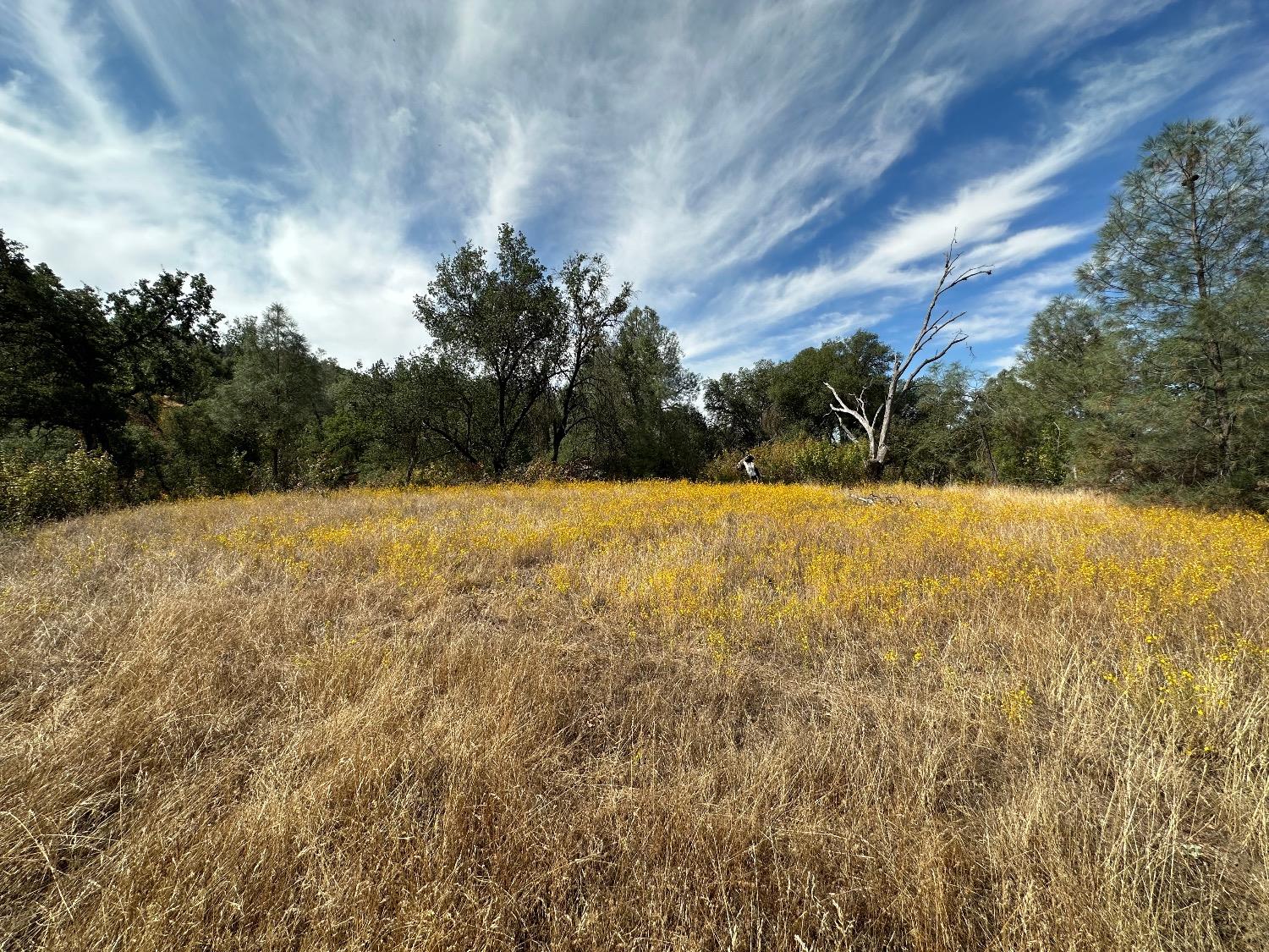 7 Lookout Mountain Road Mariposa, CA 95338 - Photo 9 of 26 Gallery Image 9