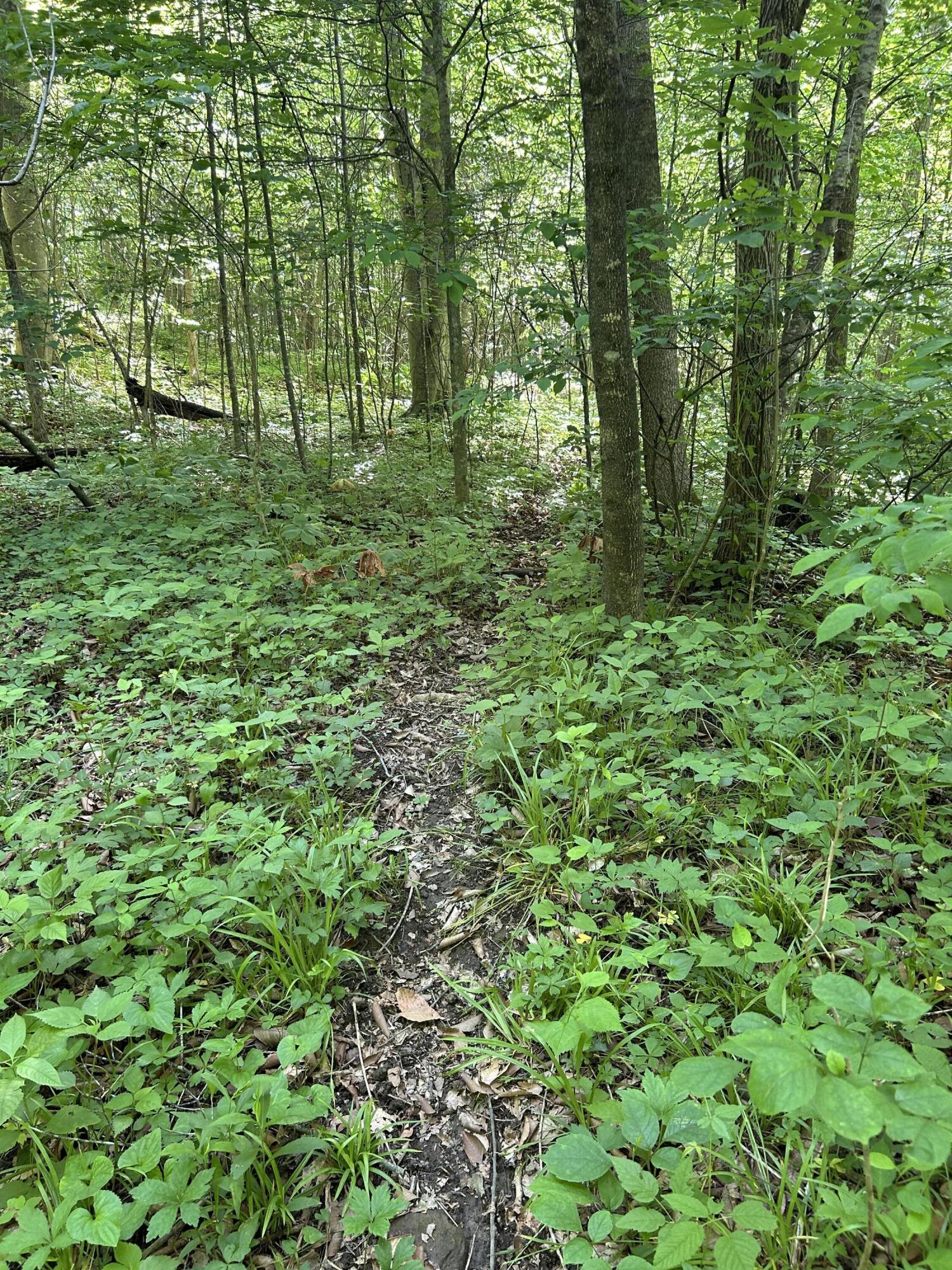 N/a Newland Ridge Road Waverly, OH 45690 - Photo 3 of 6 IMG_2636