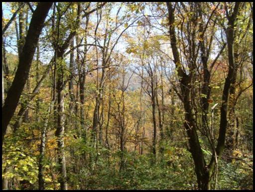 1773 Fairview Road Tellico Plains, TN 37385 - Photo 3 of 8 Distant view