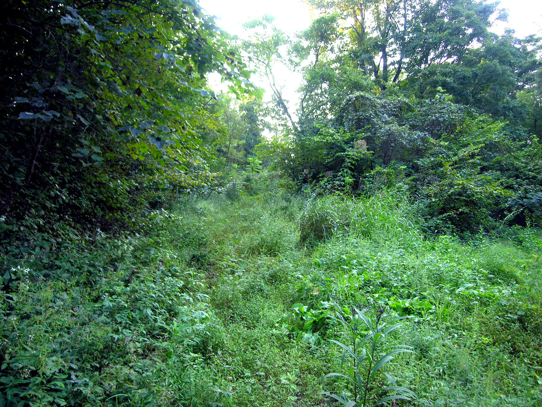 1773 Fairview Road Tellico Plains, TN 37385 - Photo 7 of 8 Summer greenery