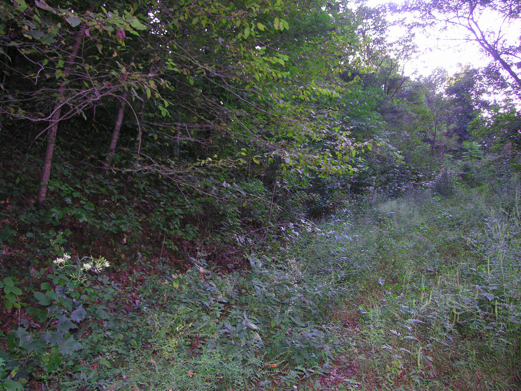 1773 Fairview Road Tellico Plains, TN 37385 - Photo 8 of 8 drive roughed in