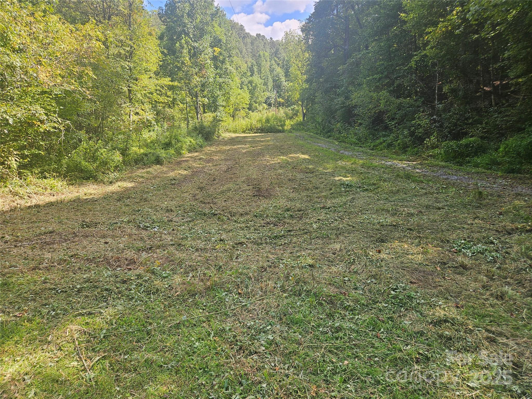 a view of a yard with a tree