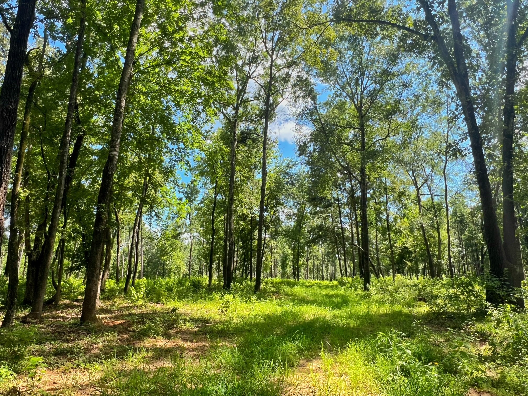 1320 County Road 2112 Rusk, TX 75785 - Photo 38 of 50 a view of backyard with green space