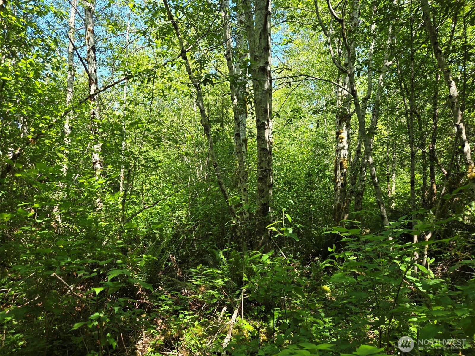 256 Walker Road Hoquiam, WA 98550 - Photo 7 of 12 a view of a lush green forest