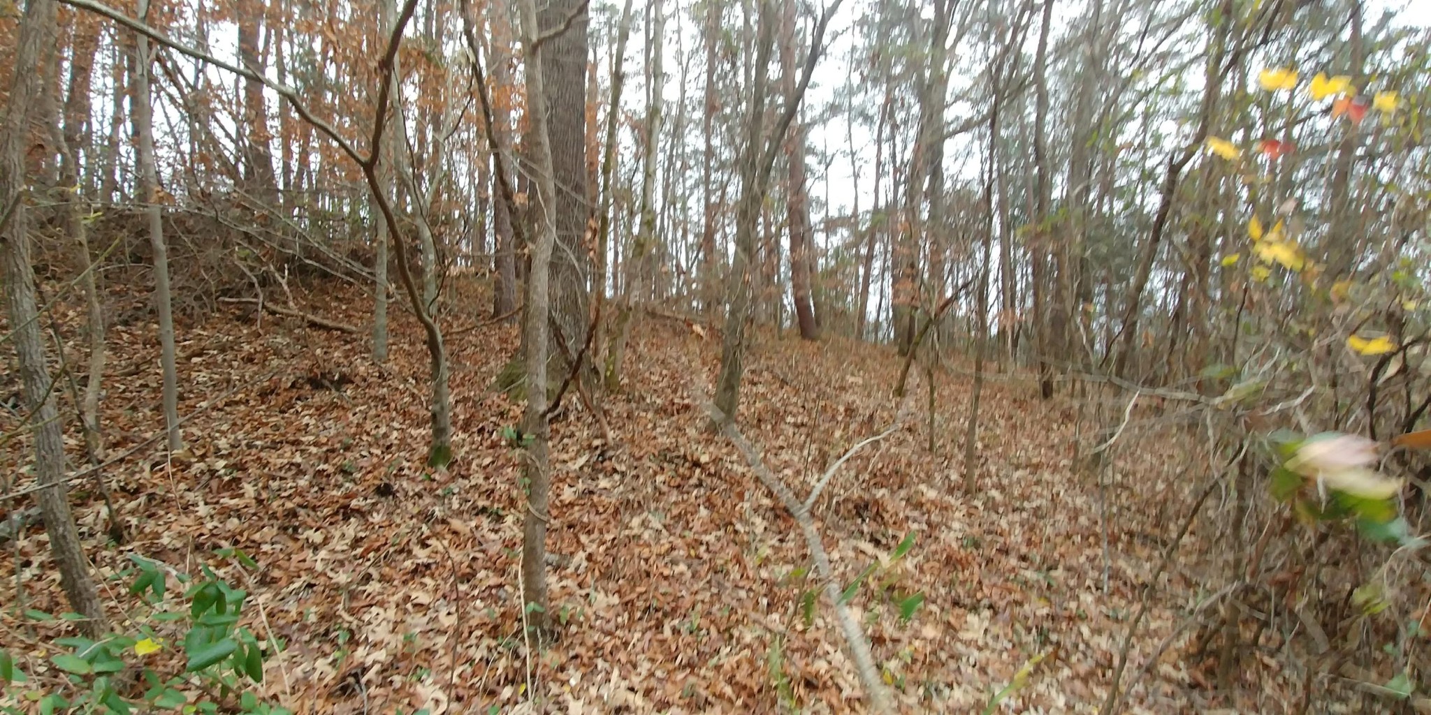 0 Greasy Cove Road Cosby, TN 37722 - Photo 7 of 9 Gallery Image 7