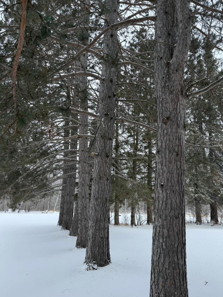 11285 Arkola Road Meadowlands, MN 55765 - Photo 6 of 38