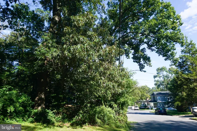 a view of a park with large trees