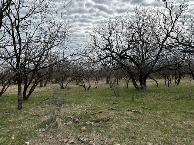 a view of a dry yard